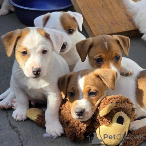 Foto №1. jack russell terrier - zum Verkauf in der Stadt Prag | verhandelt | Ankündigung № 172825