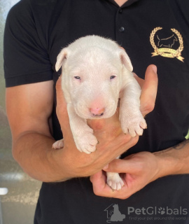 Foto №1. bullterrier - zum Verkauf in der Stadt Bačka Topola | verhandelt | Ankündigung № 106260