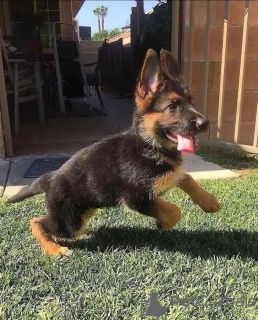 Foto №1. deutscher schäferhund - zum Verkauf in der Stadt Paderborn | verhandelt | Ankündigung № 123894