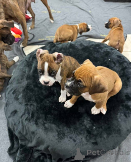 Foto №2 zu Ankündigung № 161049 zu verkaufen  - einkaufen Kanada 