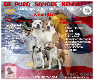 Zusätzliche Fotos: DE PURA SANGRE