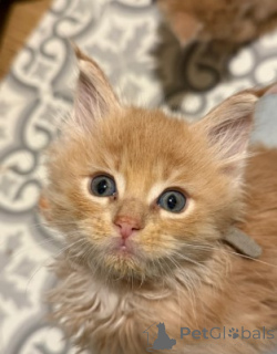 Foto №4. Ich werde verkaufen maine-coon-katze in der Stadt Mainz. züchter - preis - 900€