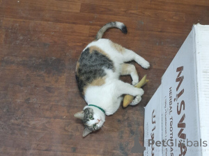 Foto №4. Ich werde verkaufen  in der Stadt Москва.  - preis - Frei