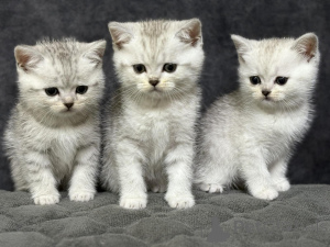 Foto №2 zu Ankündigung № 163555 zu verkaufen schottische faltohrkatze - einkaufen Weißrussland züchter