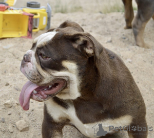 Foto №4. Ich werde verkaufen englische bulldogge in der Stadt Minsk. züchter - preis - verhandelt