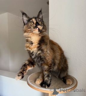 Foto №2 zu Ankündigung № 155395 zu verkaufen maine-coon-katze - einkaufen Schweiz quotient 	ankündigung