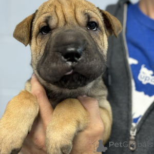Foto №2 zu Ankündigung № 173384 zu verkaufen shar-pei - einkaufen Dänemark quotient 	ankündigung