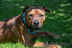 Zusätzliche Fotos: Der freundlichste, sonnige Pitbull Iskander sucht ein Zuhause!