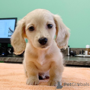 Foto №3. Dachshund Welpen zum Verkauf. USA