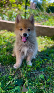 Zusätzliche Fotos: Pomsky WUNDERSCHÖNE Welpen