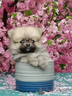 Foto №2 zu Ankündigung № 142480 zu verkaufen mischlingshund - einkaufen Russische Föderation vom kindergarten, züchter