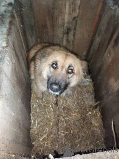 Foto №2 zu Ankündigung № 167687 zu verkaufen mischlingshund - einkaufen Weißrussland quotient 	ankündigung