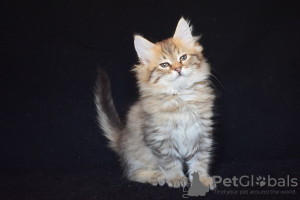 Foto №4. Ich werde verkaufen sibirische katze in der Stadt Almaty. vom kindergarten - preis - 256€