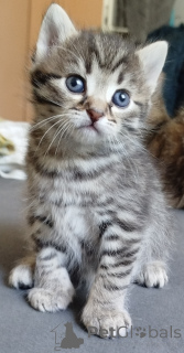 Foto №2 zu Ankündigung № 139948 zu verkaufen  - einkaufen Deutschland quotient 	ankündigung