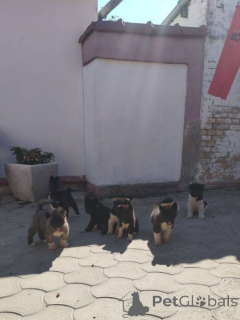 Foto №4. Ich werde verkaufen amerikanischer akita in der Stadt Ruma.  - preis - verhandelt