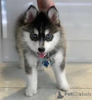 Foto №2 zu Ankündigung № 136214 zu verkaufen mischlingshund - einkaufen Großbritannien 