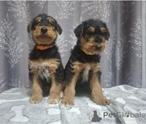 Foto №1. airedale terrier - zum Verkauf in der Stadt GREBBESTAD | verhandelt | Ankündigung № 169705