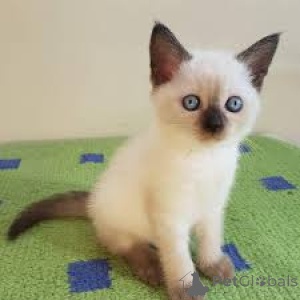 Foto №2 zu Ankündigung № 173296 zu verkaufen siamkatze - einkaufen Polen quotient 	ankündigung, züchter