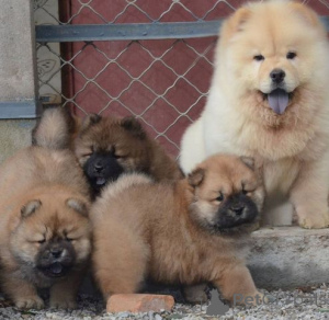 Foto №4. Ich werde verkaufen chow-chow in der Stadt Baierbrunn.  - preis - 580€
