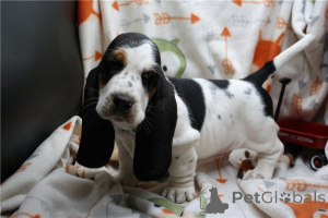 Foto №1. basset hound - zum Verkauf in der Stadt Quadratsch | 350€ | Ankündigung № 170147