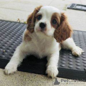 Foto №1. cavalier king charles spaniel - zum Verkauf in der Stadt Berlin | Frei | Ankündigung № 127155