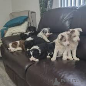 Foto №1. border collie - zum Verkauf in der Stadt Brüssel | 700€ | Ankündigung № 165227