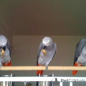 Foto №1. deutscher pinscher, deutscher schäferhund, deutsch kurzhaar, schnauzer - zum Verkauf in der Stadt Airle Beach | verhandelt | Ankündigung № 145251