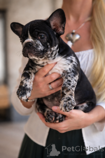 Foto №4. Ich werde verkaufen französische bulldogge in der Stadt Innsbruck. quotient 	ankündigung - preis - verhandelt