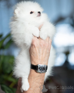 Foto №3. Pomeranische Speichen. Deutschland