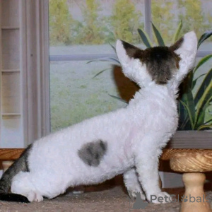 Foto №3. Devon Rex Kätzen zur Adoption Verflügbar. Deutschland