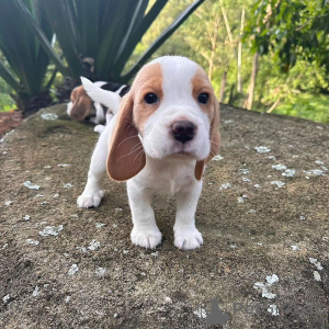 Zusätzliche Fotos: Ausgezeichnete reinrassige, gesunde Beagle-Welpen