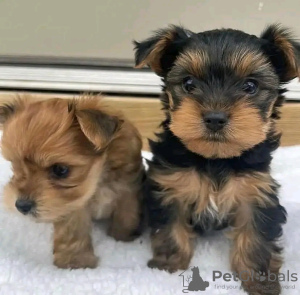 Foto №1. yorkshire terrier - zum Verkauf in der Stadt Helsinki | 350€ | Ankündigung № 117308