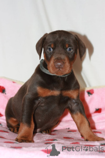 Foto №1. dobermann - zum Verkauf in der Stadt Bamberg | verhandelt | Ankündigung № 167548