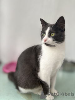 Foto №1.  - zum Verkauf in der Stadt Minsk | Frei | Ankündigung № 156450