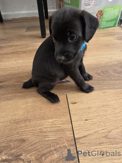 Foto №1. patterdale terrier - zum Verkauf in der Stadt Feldkircch | verhandelt | Ankündigung № 170083