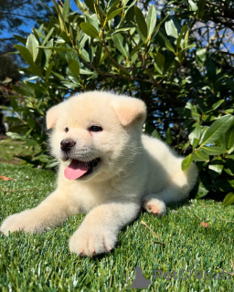 Foto №1. amerikanischer akita - zum Verkauf in der Stadt Hamburg | verhandelt | Ankündigung № 160854