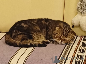 Foto №3. Aufmerksamkeit! Dringend auf der Suche nach einem Haus, einer wundervollen Katze. Russische Föderation