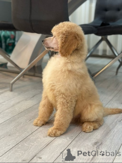 Foto №3. Standard poodle puppies. Serbien