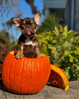 Foto №1. französische bulldogge - zum Verkauf in der Stadt München | 700€ | Ankündigung № 150638