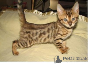 Foto №1. bengal katzenrasse - zum Verkauf in der Stadt Alain | 350€ | Ankündigung № 171715