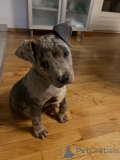 Foto №2 zu Ankündigung № 178088 zu verkaufen american pit bull terrier - einkaufen Deutschland quotient 	ankündigung