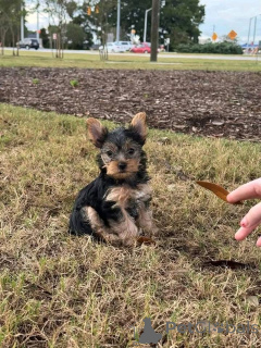 Foto №1.  - zum Verkauf in der Stadt Donji Miholjac | verhandelt | Ankündigung № 161252