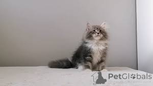 Foto №3. Sibirische Chatons zum Verkauf. Belgien