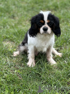Foto №1. cavalier king charles spaniel - zum Verkauf in der Stadt Minsk | verhandelt | Ankündigung № 168616