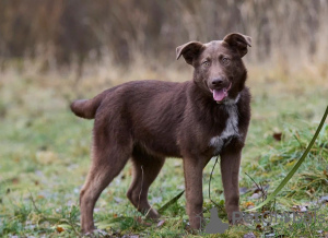Foto №4. Ich werde verkaufen mischlingshund in der Stadt Москва. quotient 	ankündigung - preis - Frei