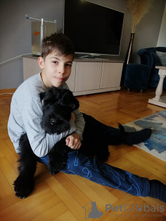 Foto №3. Giant Schnauzer. Serbien