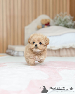 Foto №2 zu Ankündigung № 163588 zu verkaufen maltipu - einkaufen Deutschland züchter