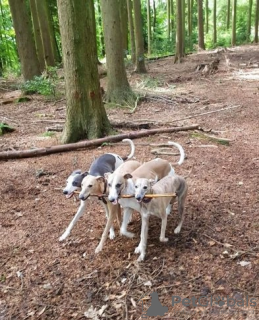 Zusätzliche Fotos: Wunderschöne beim KC registrierte Whippet-Welpen