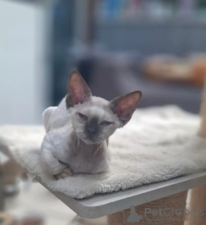 Foto №1. devon rex - zum Verkauf in der Stadt München | verhandelt | Ankündigung № 160378