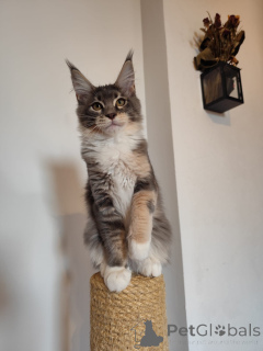 Foto №4. Ich werde verkaufen maine-coon-katze in der Stadt Гамбург. quotient 	ankündigung - preis - 420€